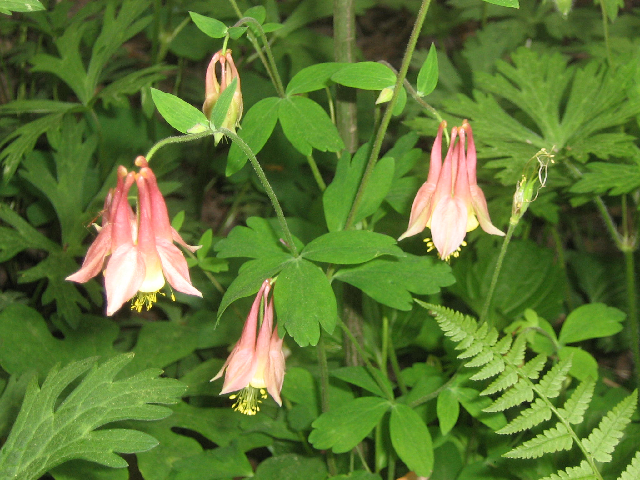 Columbines