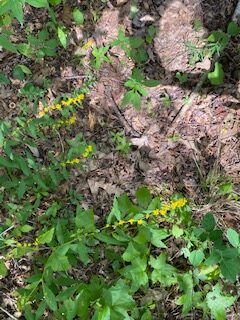 solidago caesia
