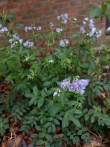 Jacob's ladder, Polemonium reptans, by Judith West