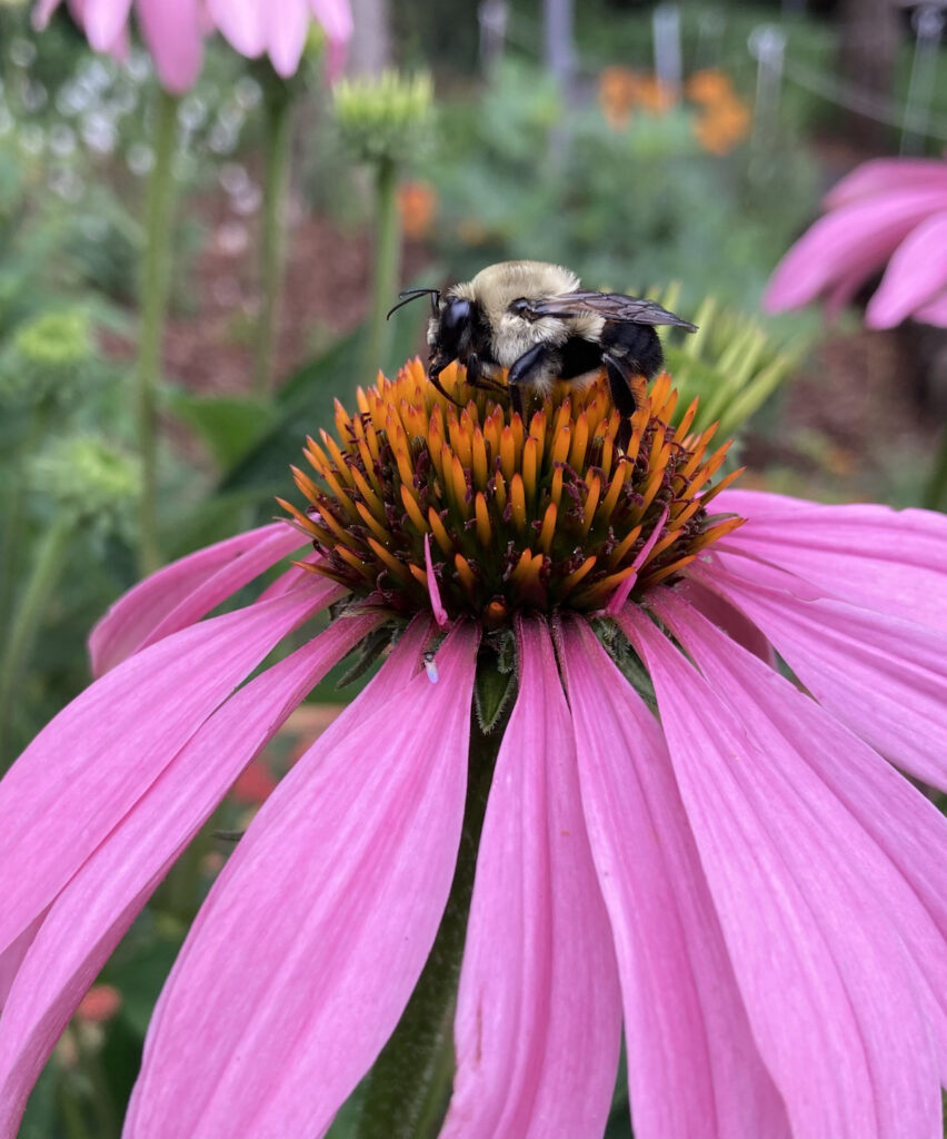 Bee on Echinacea