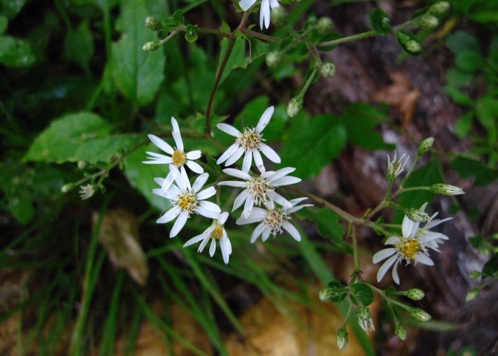 White wood aster, Eurybia divaricata