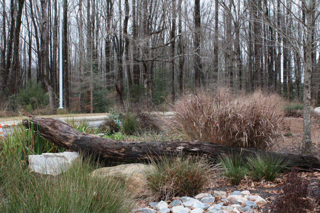 Forest Ridge wildlife garden