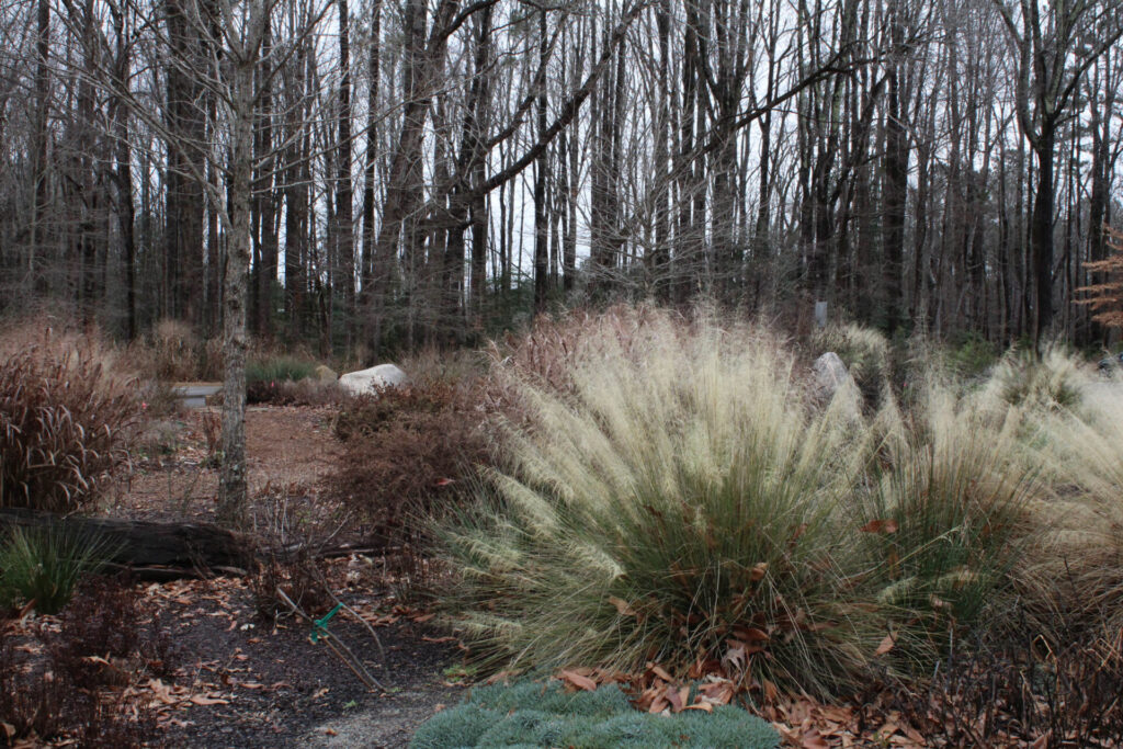 Forest Ridge Park wildlife garden