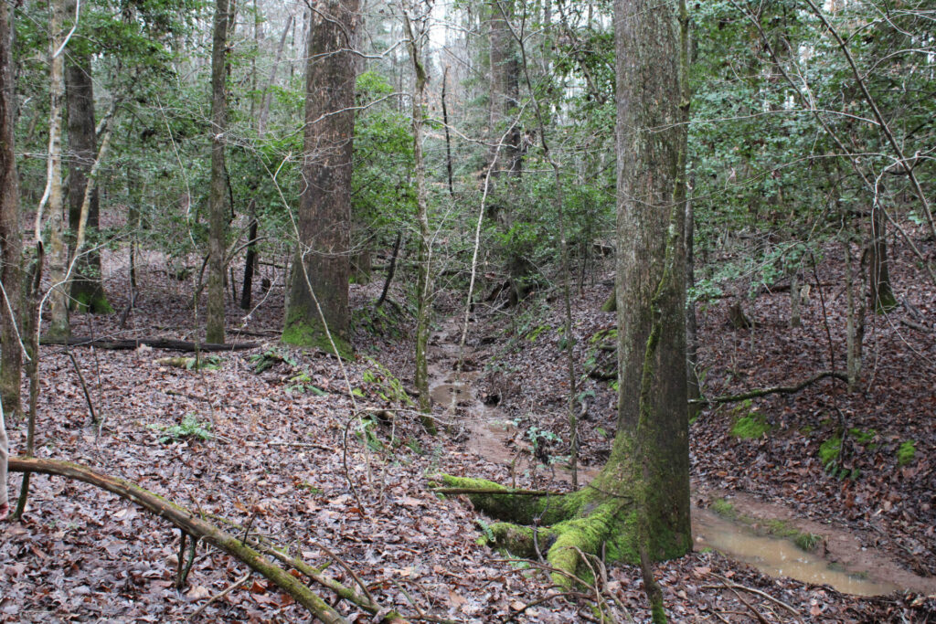 Forest Ridge Park