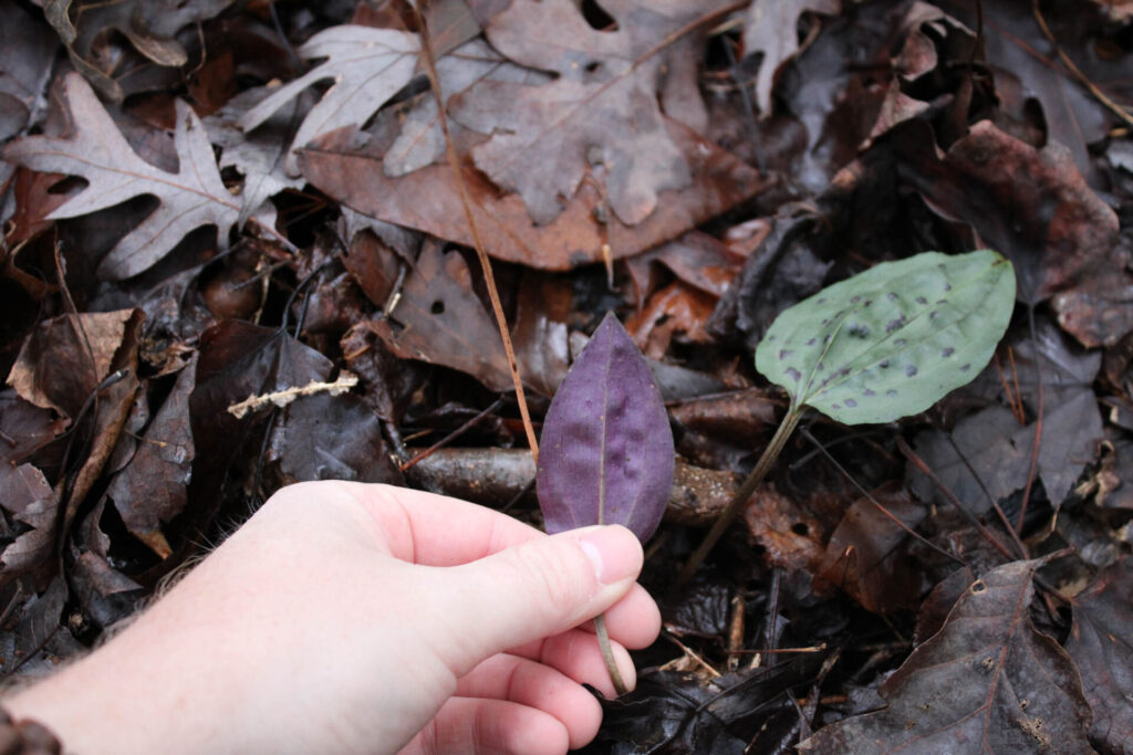 Tipularia discolor