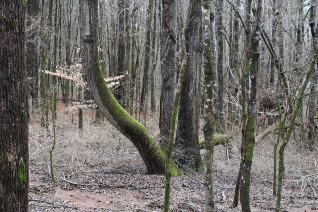 Forest Ridge Park