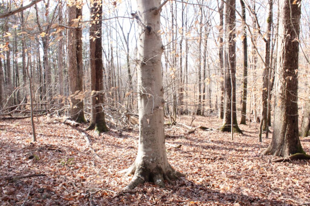 Mesic Forest