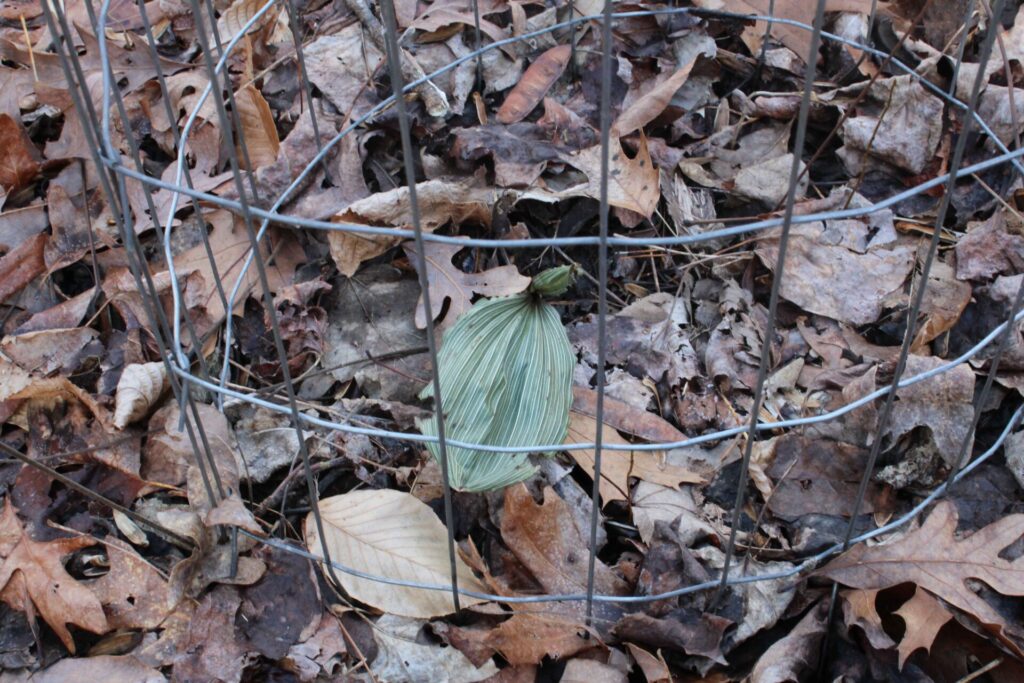 Putty root in a cage