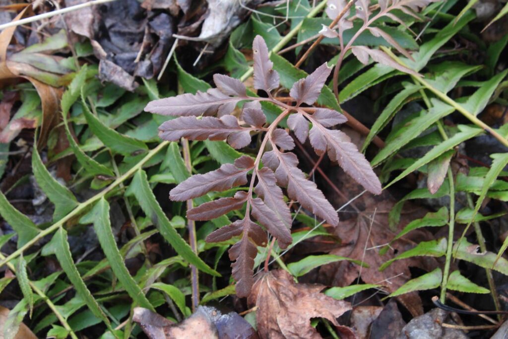 photo of red grape fern