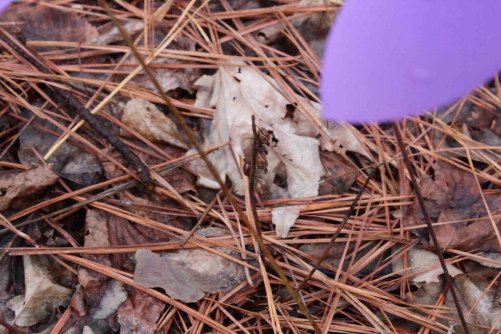 Coral root orchids flagged