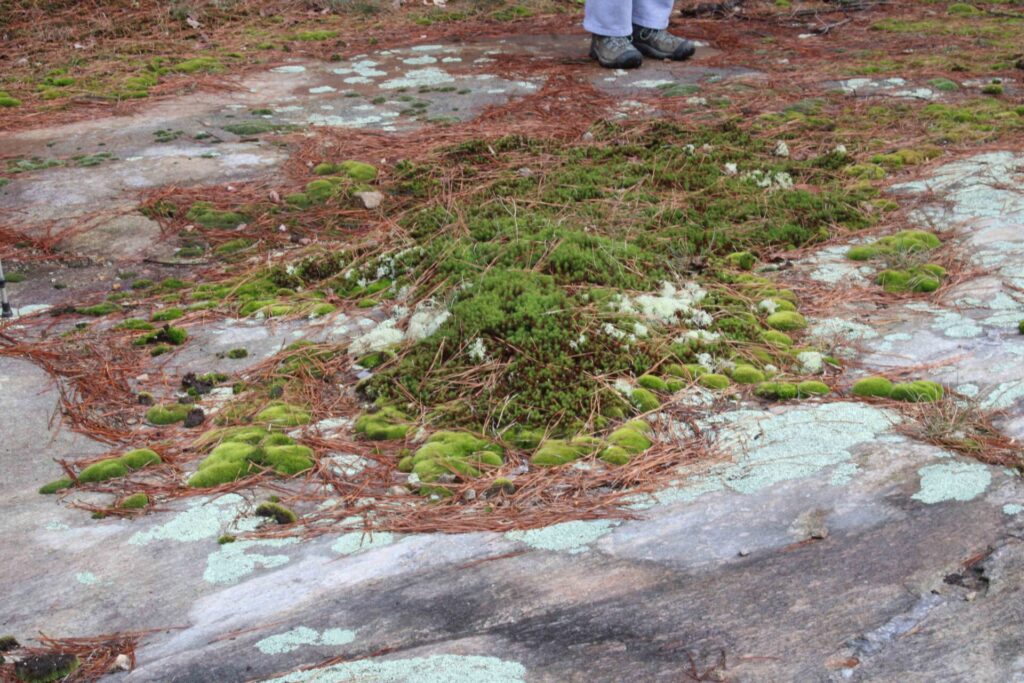 Flat rock plant community