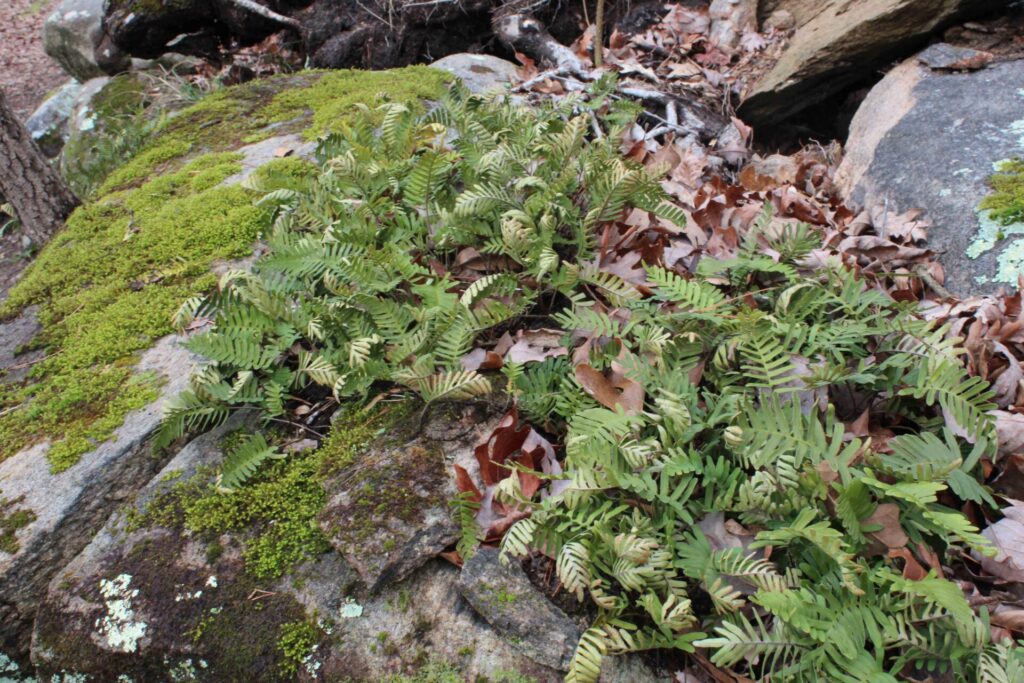 Resurrection fern
