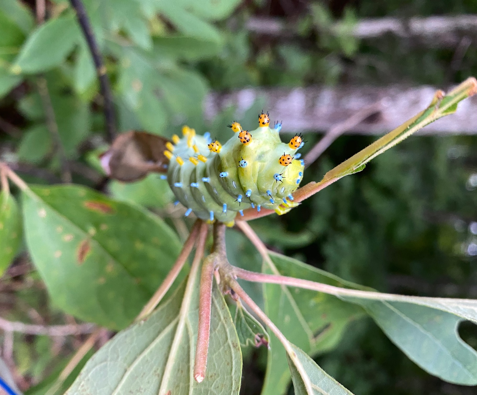 Sassafras, a cecropia moth caterpillar's favorite NC native plant!