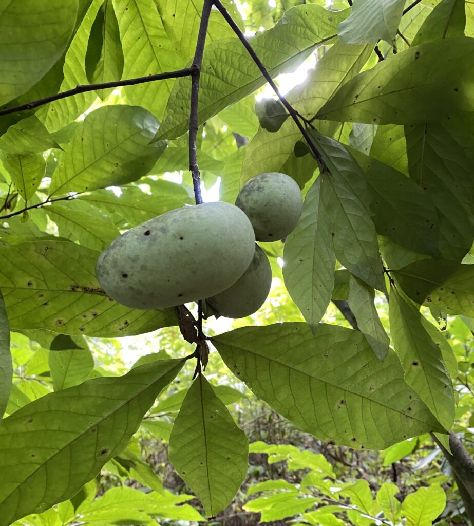 Pawpaw, Asimina triloba, nearly ready to eat! (photo by Nancy Lee Adamson)