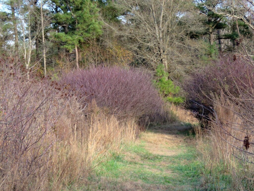 Chickasaw Plum grove