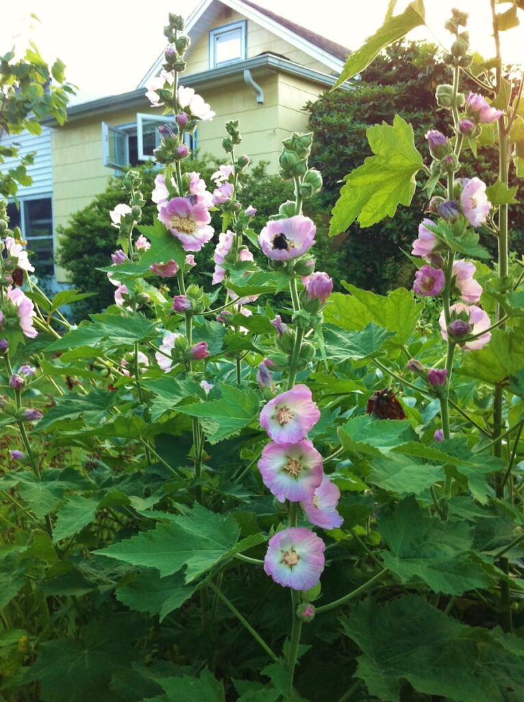 Illiamna remota, Kankakee mallow