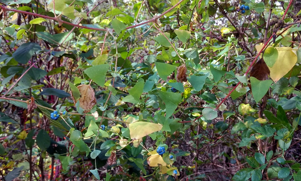 Mile-A-Minute Vine