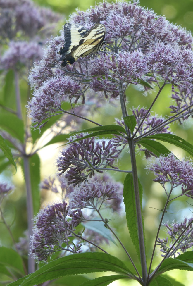 Joe Pye Weed