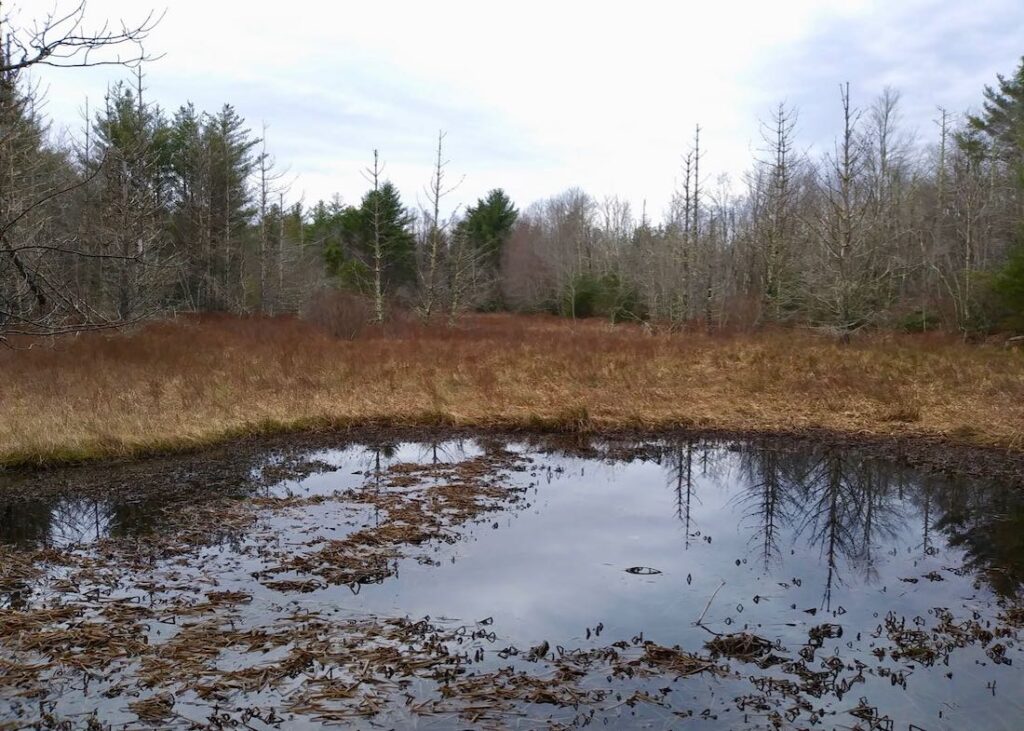 Protected cranberry bog