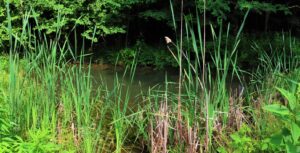 Kolb farm small pond