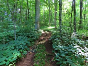 Kolb farm woodland