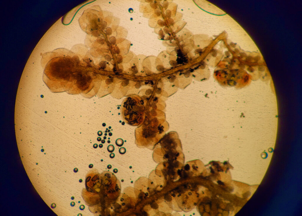 Bryophyte from a Prothonotary Warbler nest