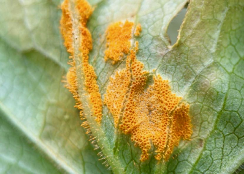 Leaf Spot on Podophyllum peltatum (May Apple)