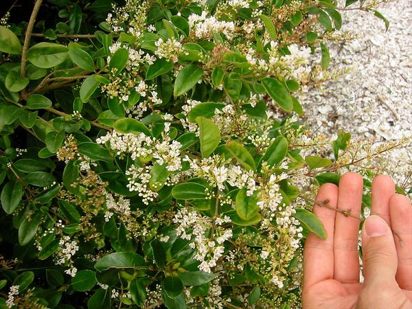Privet