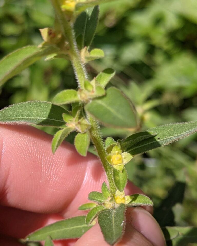 Ludwigia_ravenii_flower