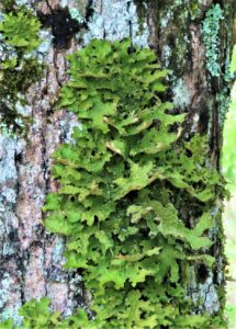 Lungwort after rain on maple tree