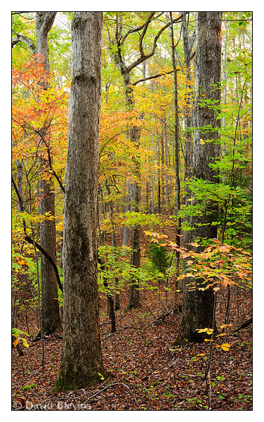 Stillhouse Bottom Nature Preserve