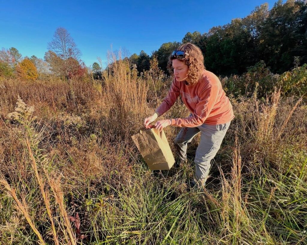 Adair collecting seed