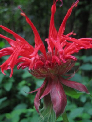 Monarda didyma