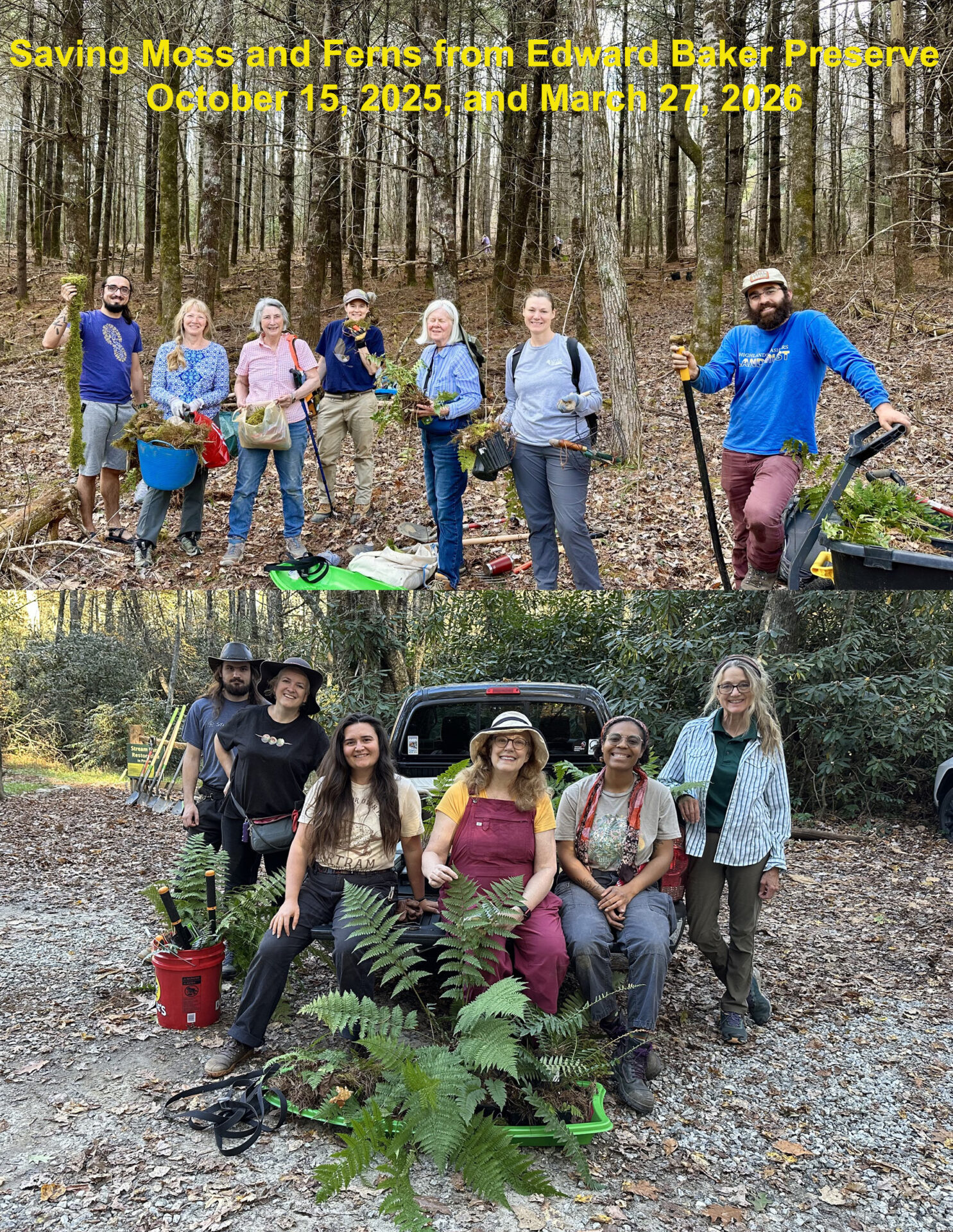 Saving mosses and ferns