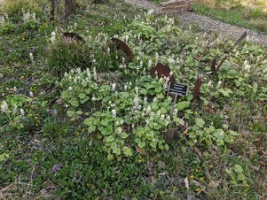NC-Botanical-Tour