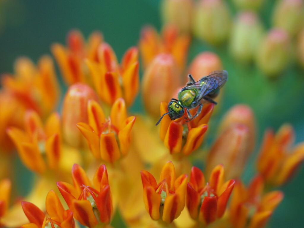 Pleurisy root (aka butterfly milkweed), Asclepias tuberosa, being visited by a green metallic sweat bee (photo by Nancy Lee Adamson)