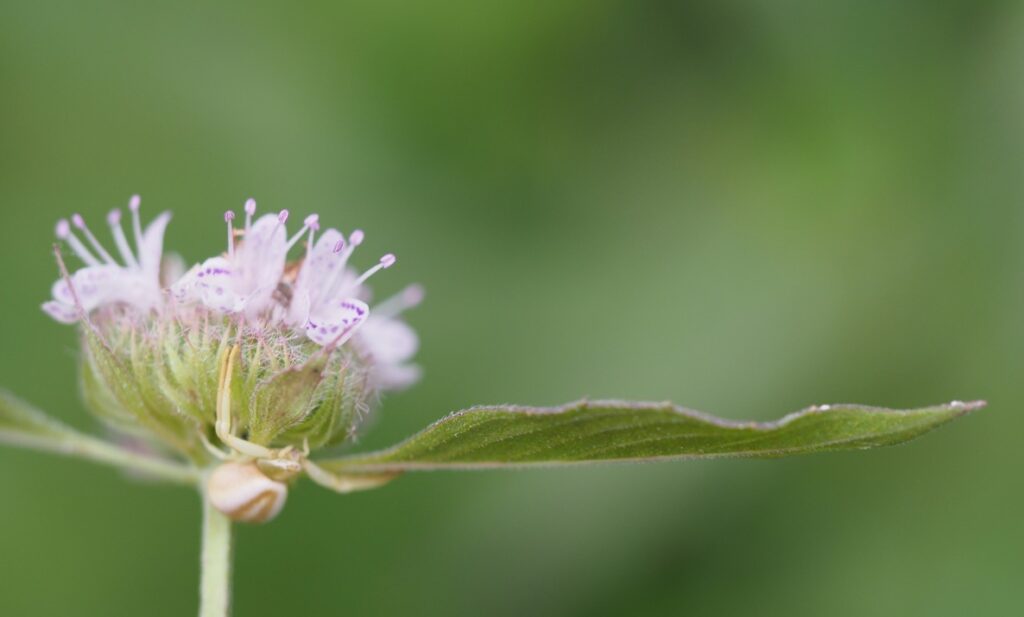 Mountain-mint, Pycnanthemum sp., with crab spider (by Nancy Lee Adamson)