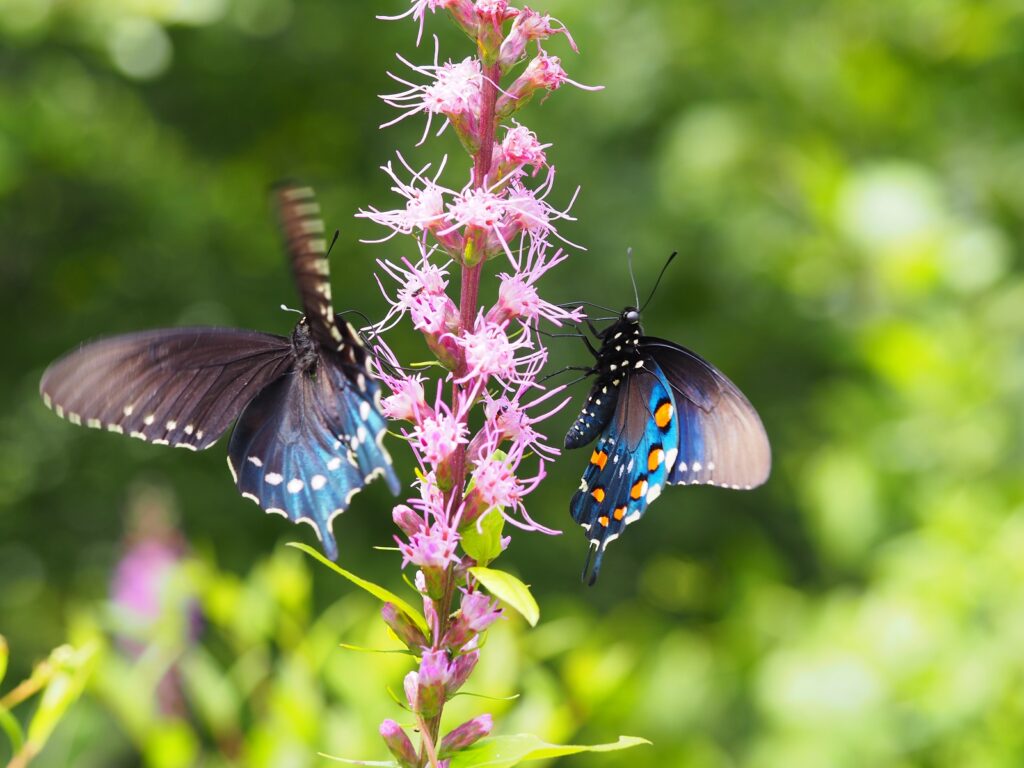 Pipevine swallowtail butterflies visiting blazing star (photo by Nancy Lee Adamson)