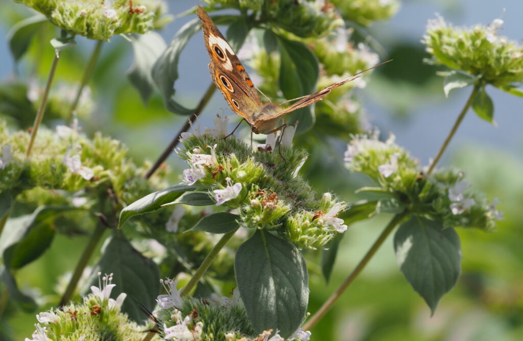 Hoary Mountain-mint, Pycnanthemum incanum, with Common Buckeye Butterfly, Junonia coenia (by Nancy Lee Adamson)