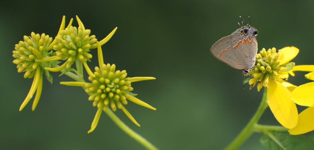 P9075717 red-banded hairstreak Calycopis cecrops on Verbesina alternifolia crpd 1500 NLAdamson