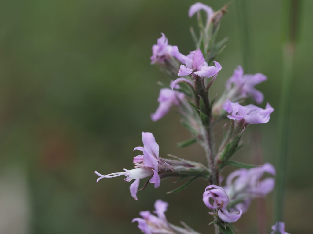 Liatris elegans by Nancy Lee Adamson