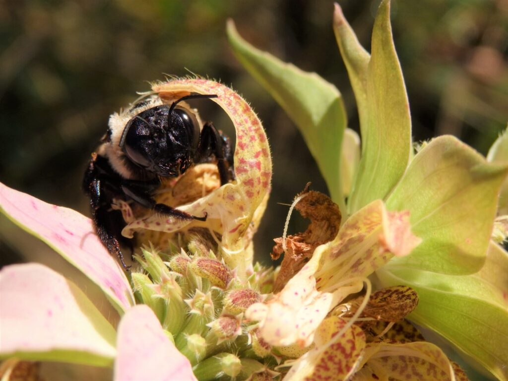 Dotted mint, one of a female carpenter bee's favorite NC native plants!
