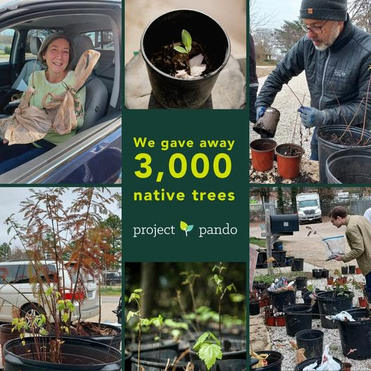 Pando Project Leaf & Limb
