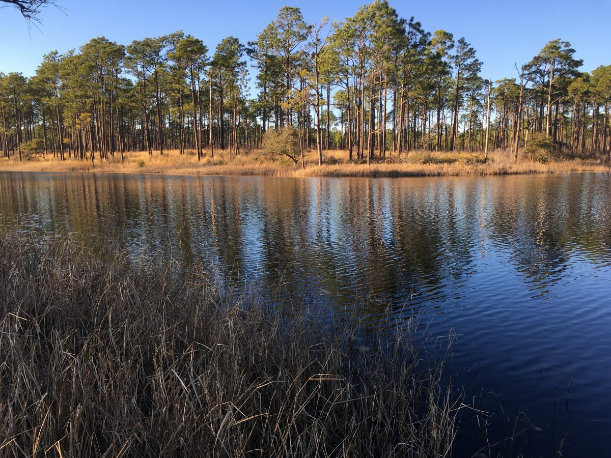 Patsy Pond