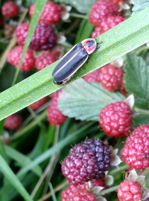 Close-up of female firefly