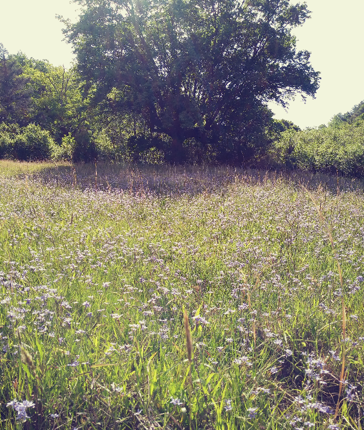 Wildflowers in a field