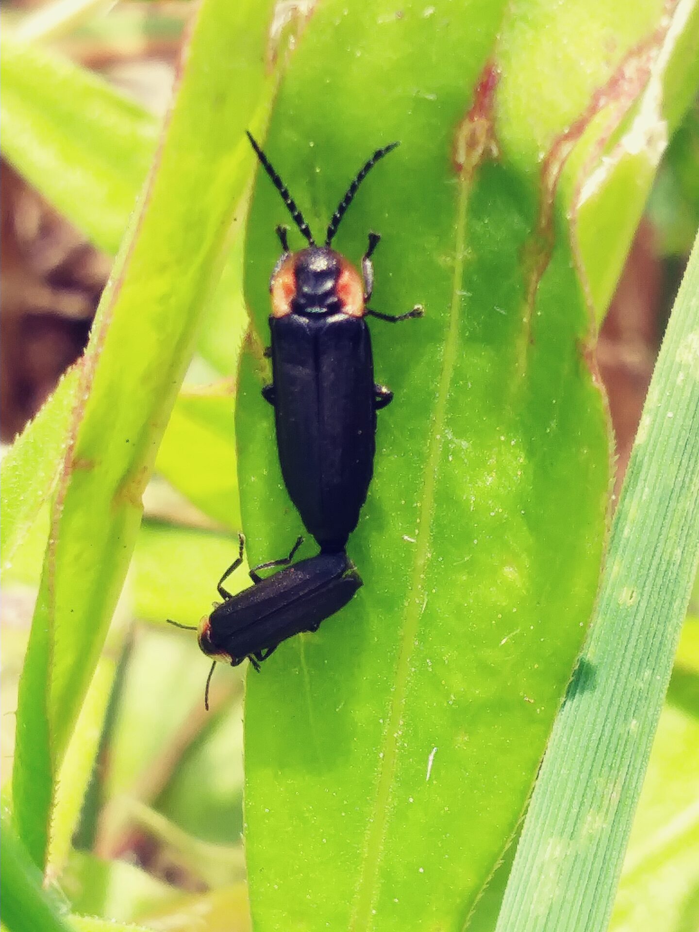 Close-up of two fireflies mating