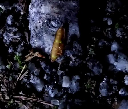 Close-up of firefly larva