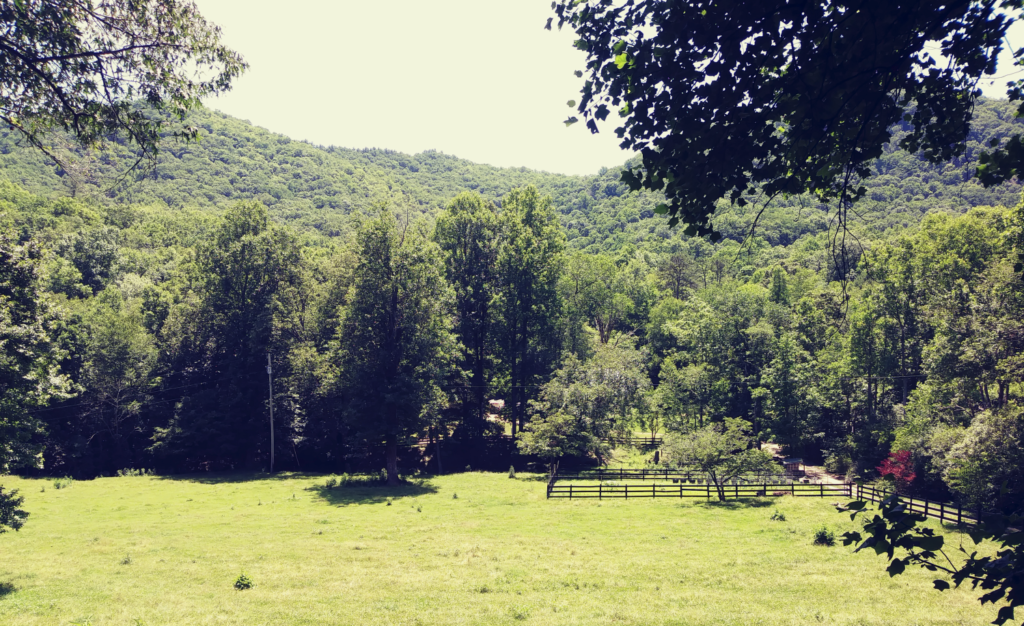 Mown green field