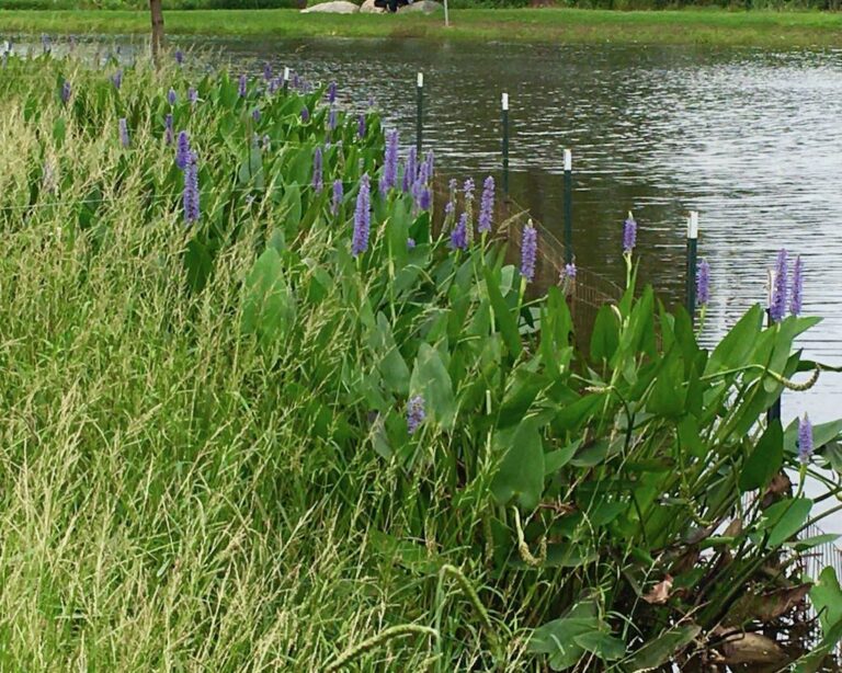 Pickerel Weed planted in the littoral shelf of the pond